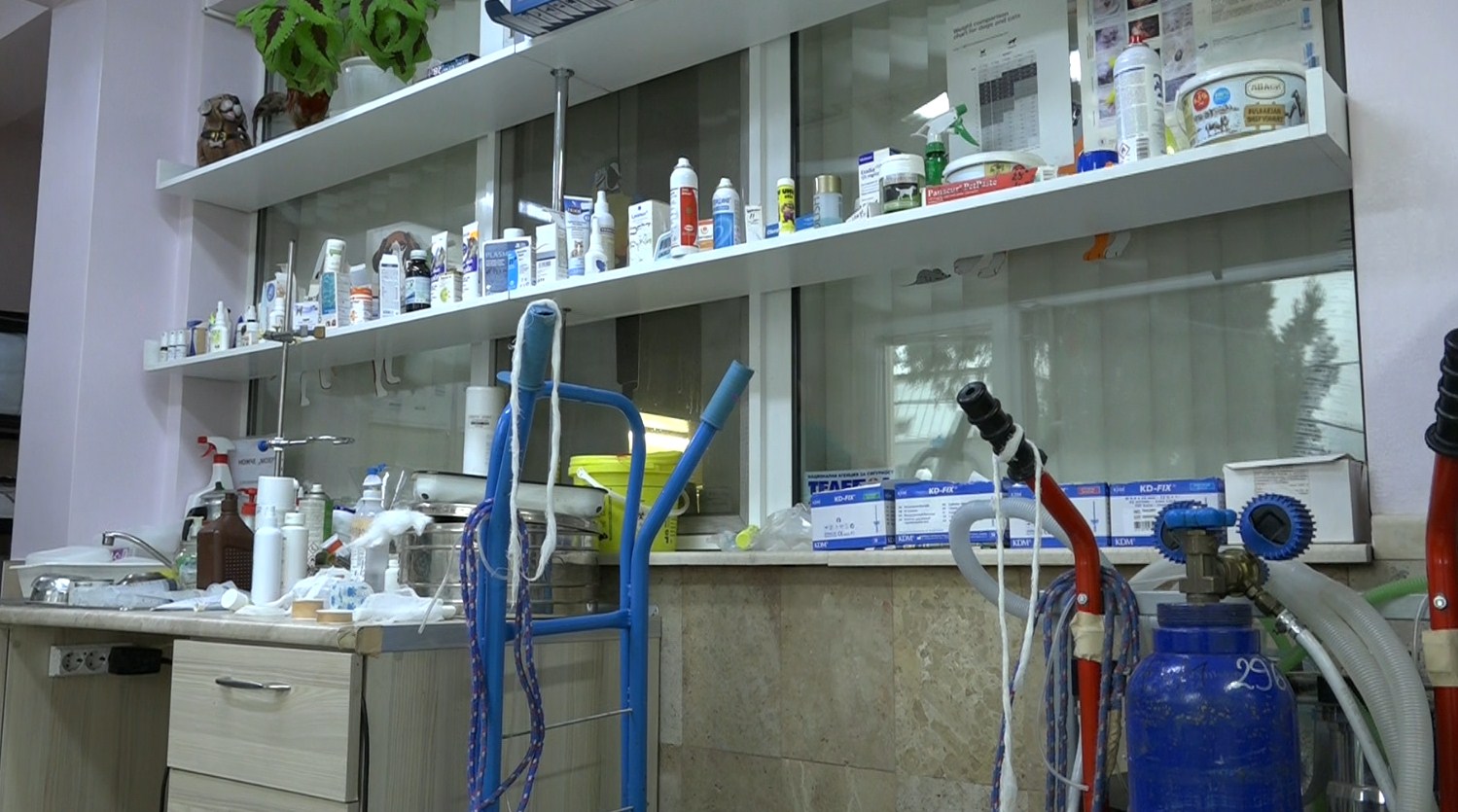 Ветеринарите в България празнуват