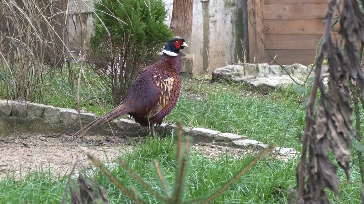 Животните в зоокъта подсигурени с храна за зимата