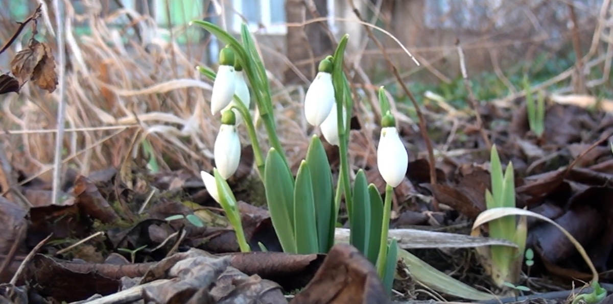 Пролетни температури в началото на седмицата