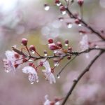 Дъжд в следобедните часове