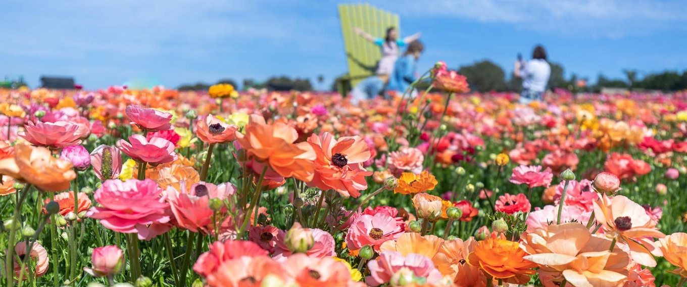 Телевизия Шумен обявява ученически конкурс за пролетна импресия