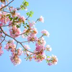 Променлива облачност
