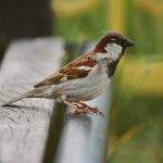 Облачно време