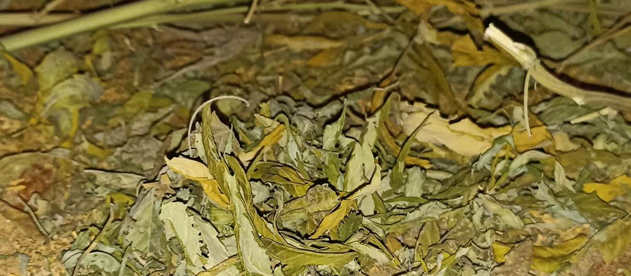 Иззеха килограми марихуана и нелегален тютюн