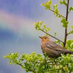 Времето остава облачно