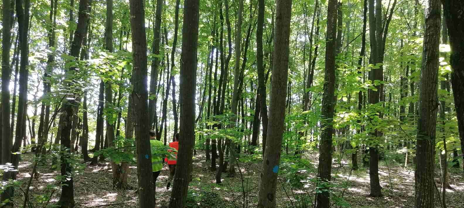 Добро представяне на одитираните горски и ловни стопанства