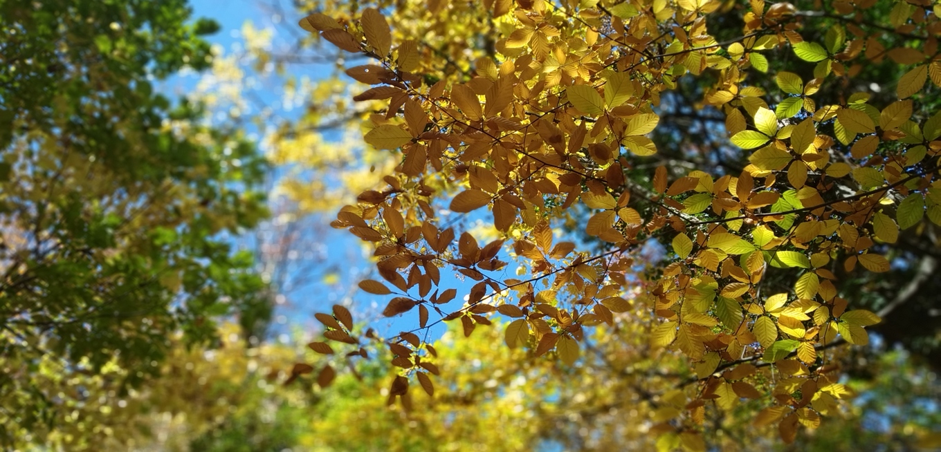Променлива облачност