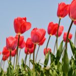 Предимно слънчево време