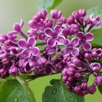 Дъждовна сряда