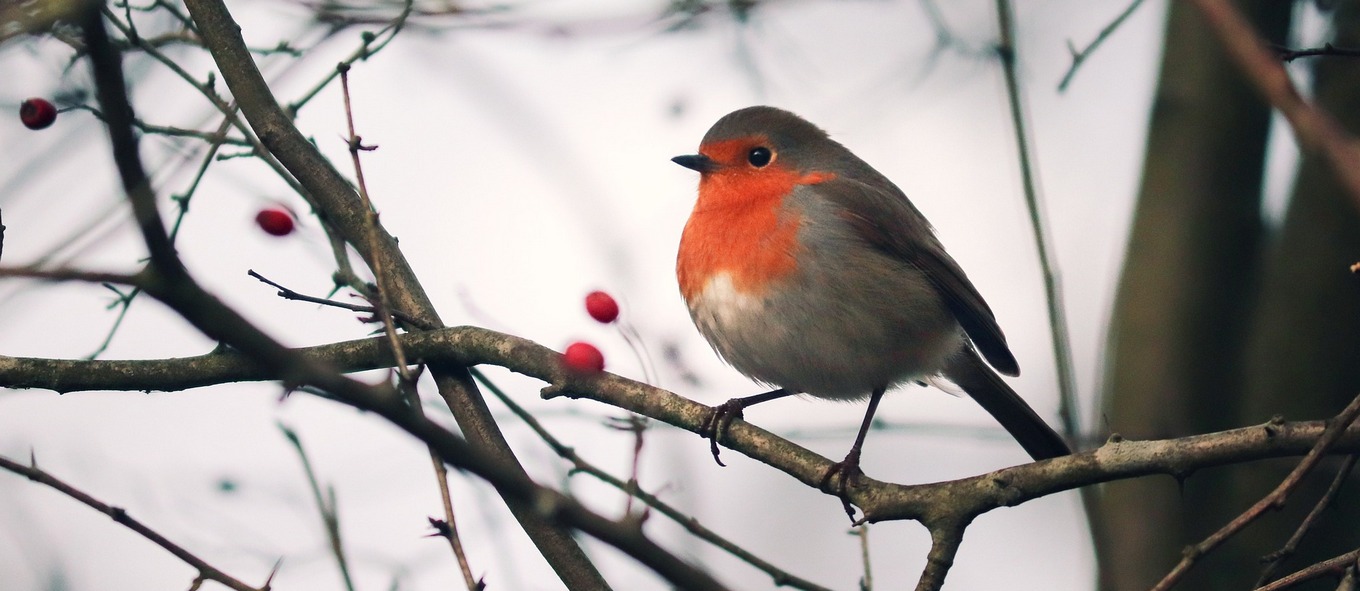 есен, прогноза, време, студено