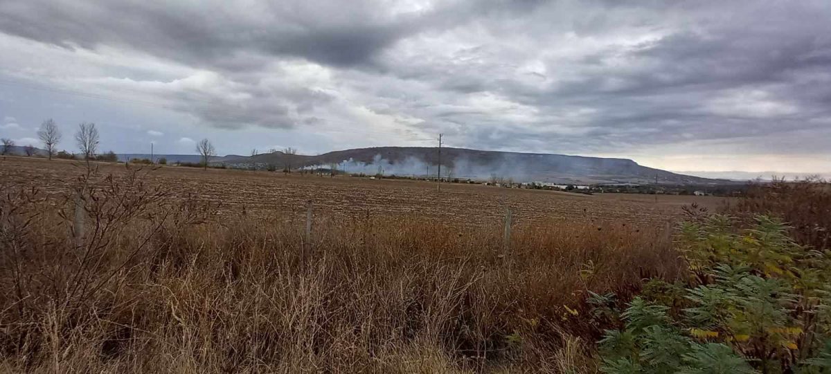 спасиха гора от пожар