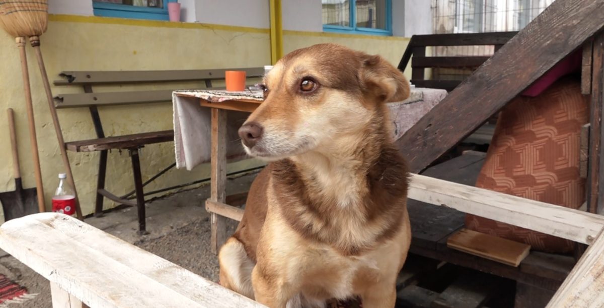 приют за кучета бездомно куче