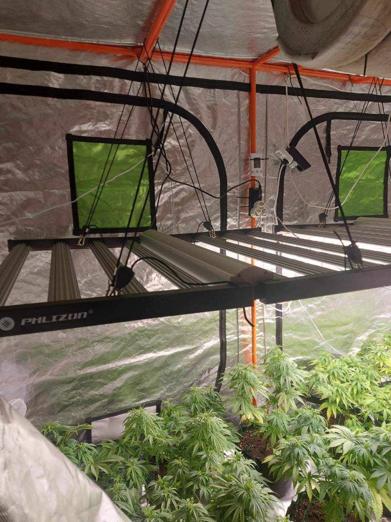 Разкриха оранжерия за канабис във Велики Преслав