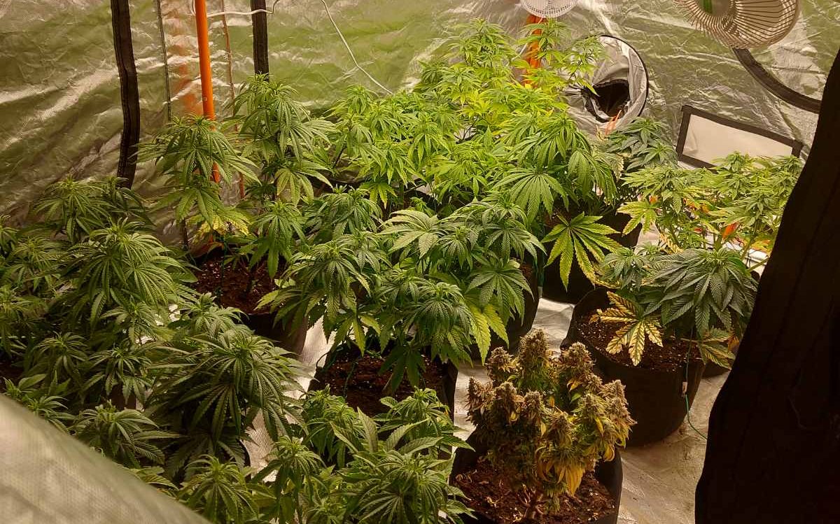 Разкриха оранжерия за канабис във Велики Преслав