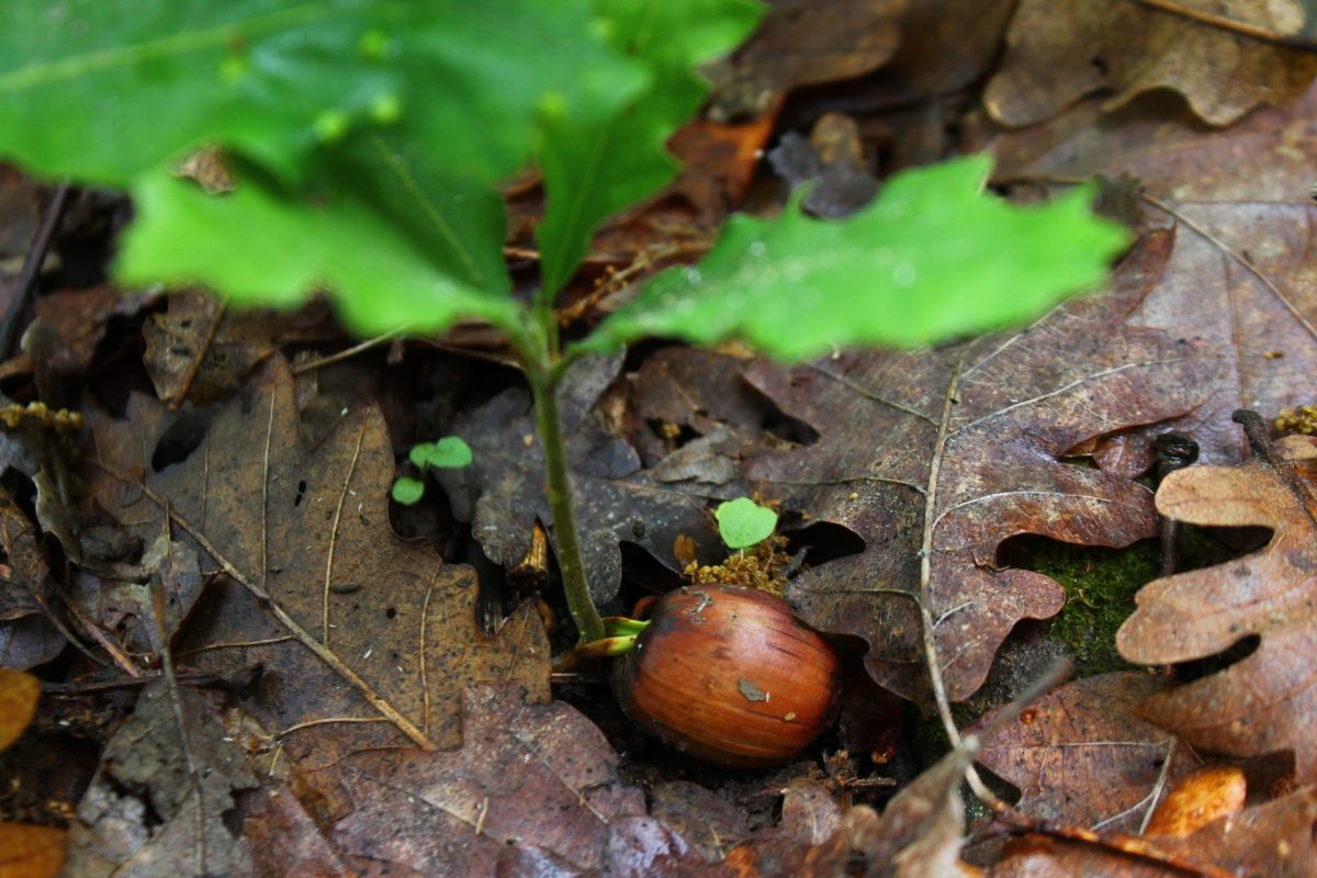 залесяване