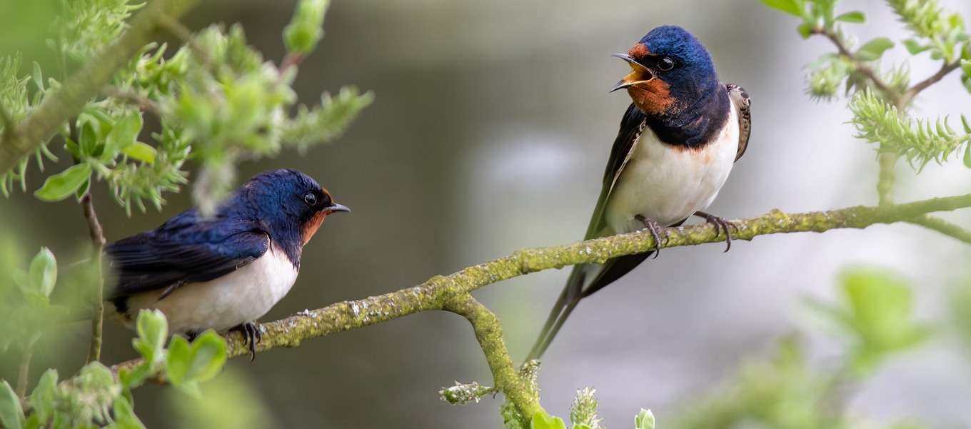време прогноза птица лято захлаждане