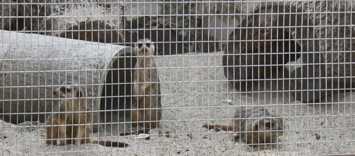 Пет суриката вече радват децата в Шумен