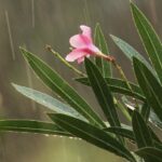 Слаби валежи в следващите дни